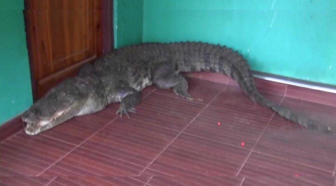 V Deo Crocodilo De Quase Metros Encontrado Na Porta De Casa No Sri