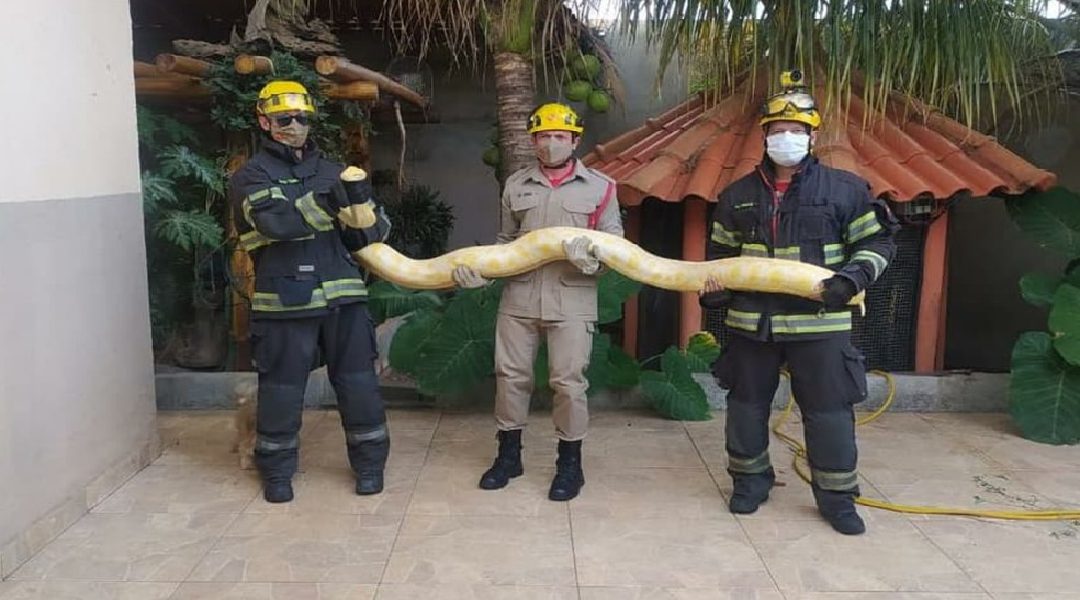 Sucuri verde é resgatada pelos bombeiros no quintal de casa em Goiás;  conheça a espécie, Goiás