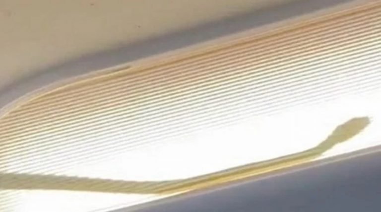 Vídeo: cobra é encontrada em avião e piloto faz pouso de emergência