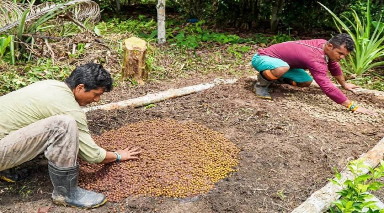 Agentes agroflorestais fortalecem segurança alimentar dentro de aldeia no Acre