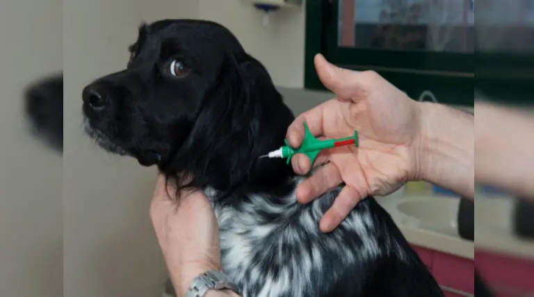 Chips de identificação em cães e gatos pode virar solução para superlotação em abrigos.