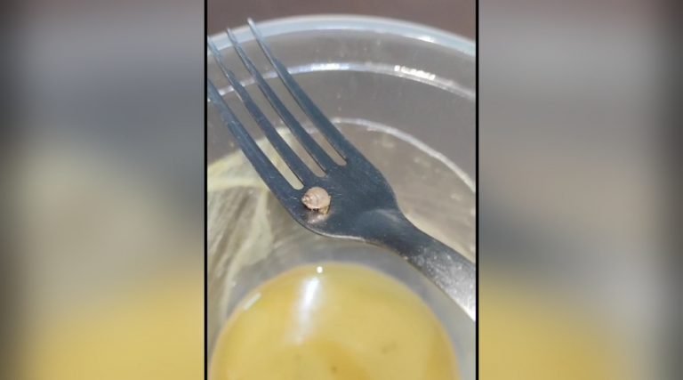 Empresária acha caramujo dentro de tacacá no Acre: ‘fiquei desesperada e quis vomitar’