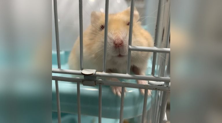 Hamster barrado em voo para Bélgica morre às vésperas de reencontro com criança: ‘Não tivemos um final feliz’