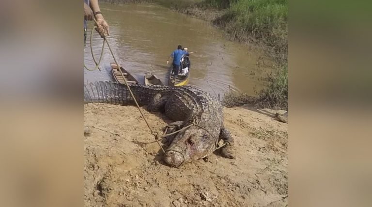 No Rio Macauã, em Sena Madureira, jacaré de mais de 4 metros é abatido por moradores