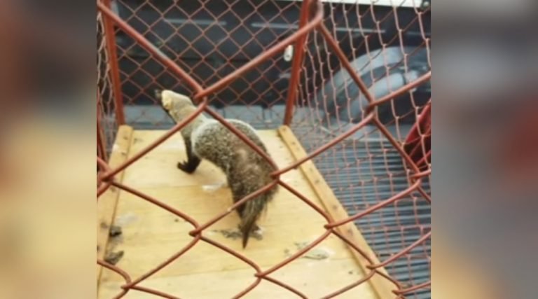 Polícia Militar captura lontra em via pública em Cruzeiro do Sul