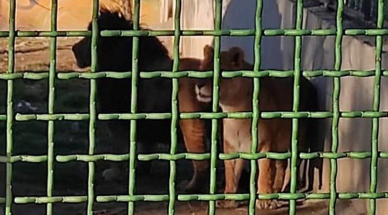 Em zoológico no Irã, leoa mata tratador e foge com leão