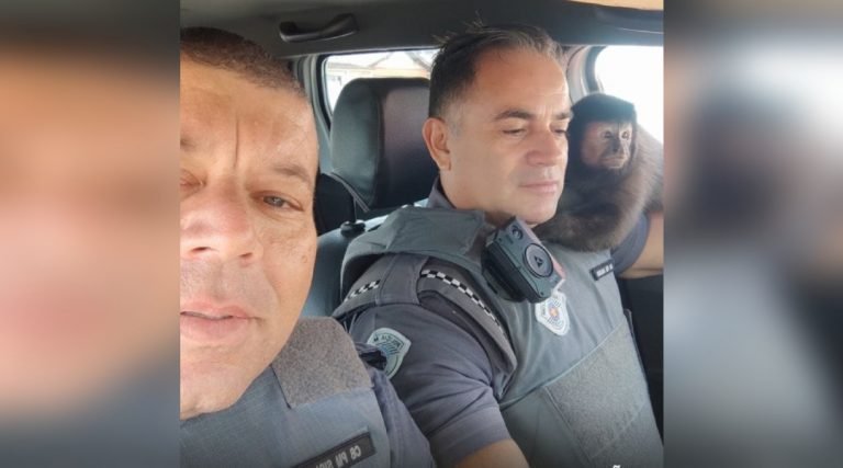 Macaco invade viatura e tira selfie com PMs: ‘dócil, mas tinha uns dentões’