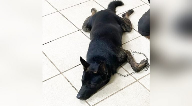 Polícia resgata cachorro que seria trocado por drogas em boca de fumo, em Rio Branco