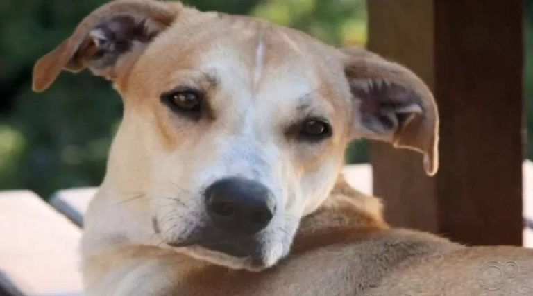 Vira-lata é o favorito dos tutores do Brasil; veja ranking de raças mais populares no país