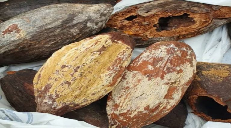 Governo do Acre trabalha na erradicação da monilíase, doença do cacau e cupuaçu