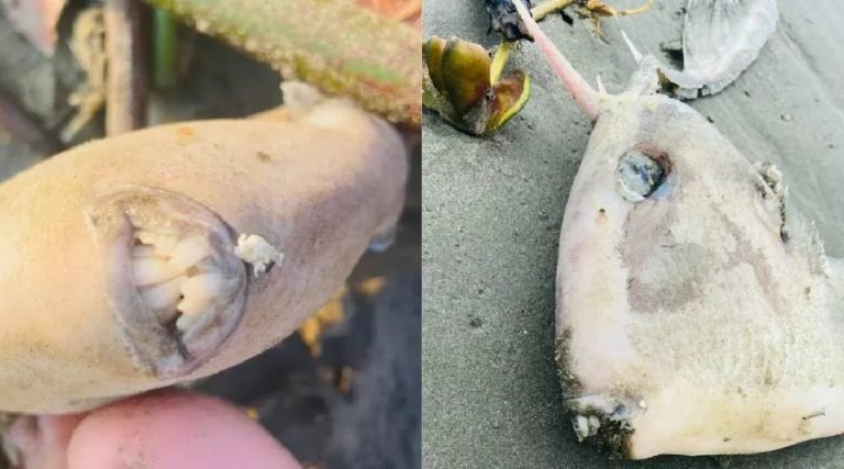 Peixe ‘dentuço e chifrudo’ é visto em praia de SP e chama a atenção de banhistas