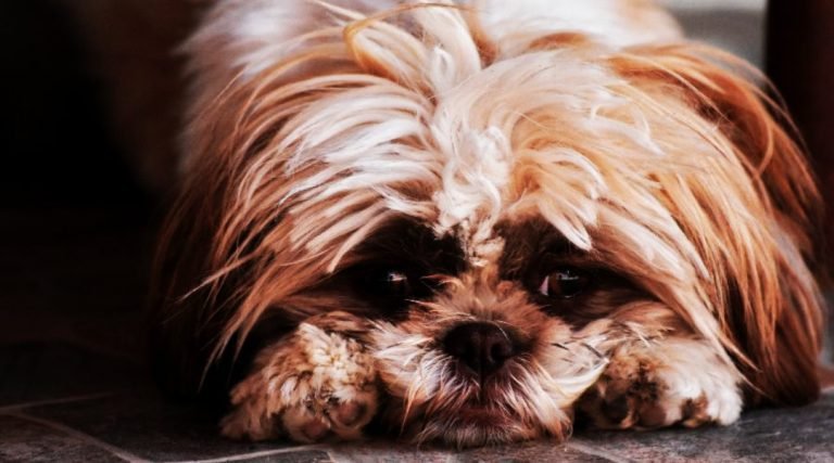 Por que achamos os cachorros tão fofos? A ciência e a genética explicam