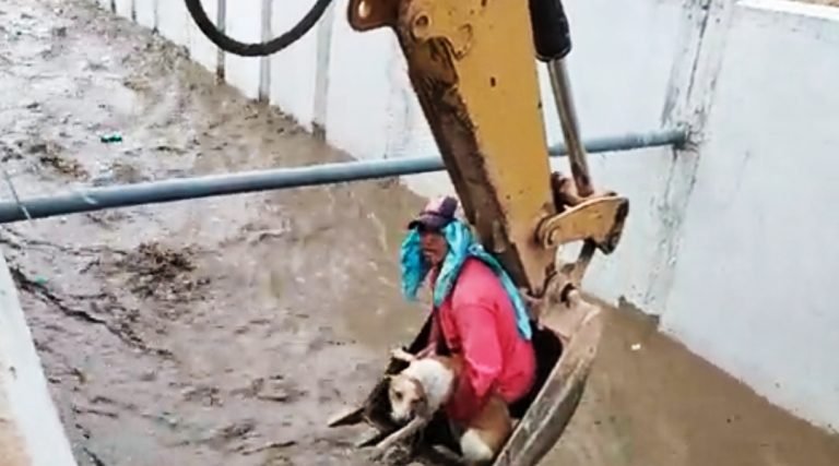 Vídeo; trabalhadores resgatam cachorro com retroescavadeira em córrego no Equador