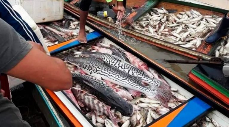 Parte da renda arrecadada na Feira do Peixe será destinada para o Educandário Santa Margarida
