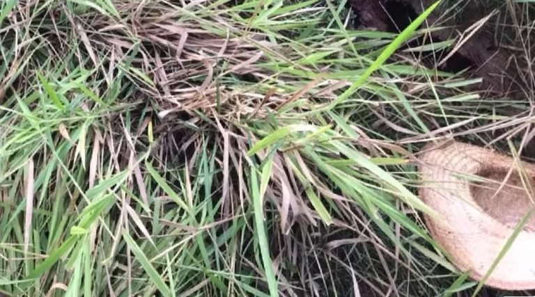 Acusado de matar cunhado e tentar matar esposa em Assis Brasil é morto a tiros