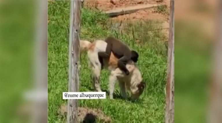 Vídeo mostra cachorro carregando macaco em município que faz fronteira com o AC; assista