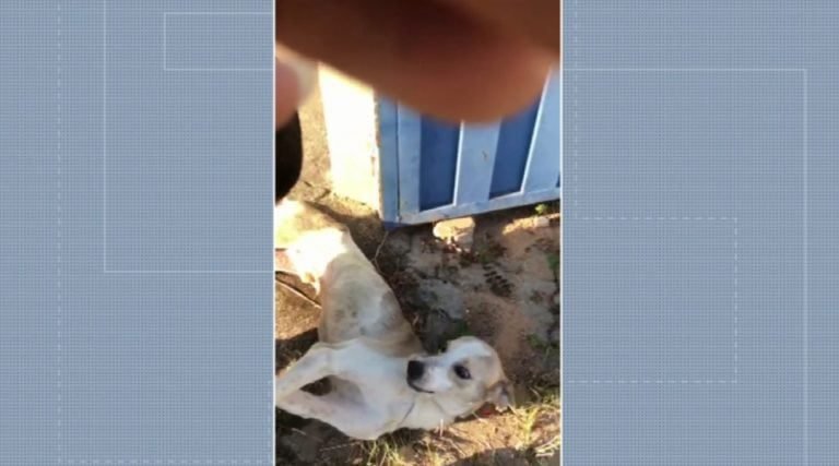 Mulher é presa após pedir para homem jogar o próprio cachorro dela em rio, em Varginha