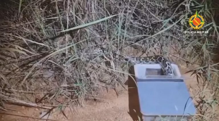 PMs confundem cobra píton com jiboia e soltam serpente exótica da Ásia em mata do DF