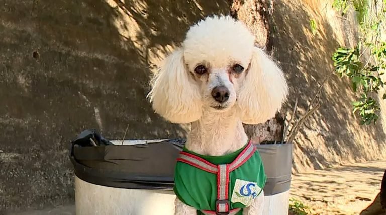 Conheça ‘Algodão’, cão gari que trabalha com a dona e faz o maior sucesso