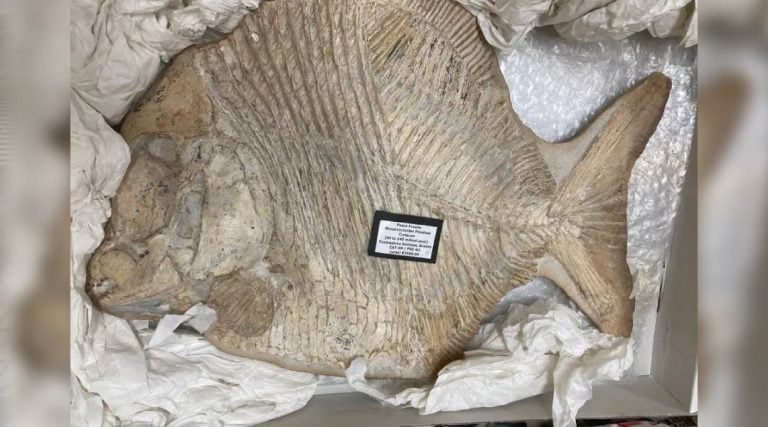 Fóssil de 100 milhões de anos, retirado clandestinamente do Brasil, volta para museu no Ceará