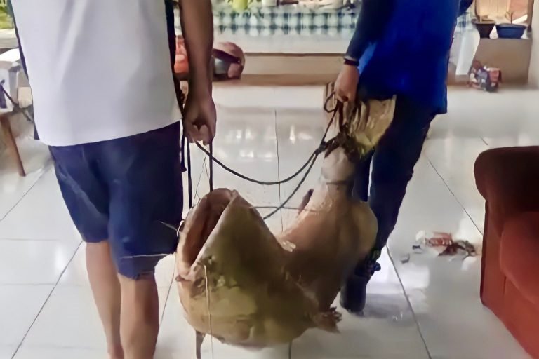 Homem pesca jaú de 85kg no Rio Môa próximo a comunidade São Salvador