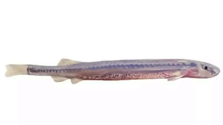 Quem é o temido ‘peixe vampiro’ e por que ele ameaça banhistas de rios do Acre