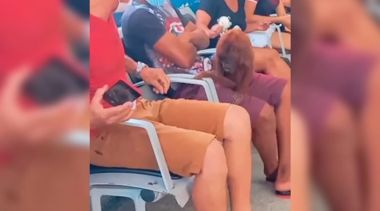 Macaquinho entra em hospital de Tarauacá e pede carinho a pacientes e funcionários: ‘muito dócil’