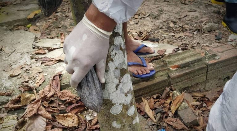 Governo do Acre amplia ações de combate à monilíase