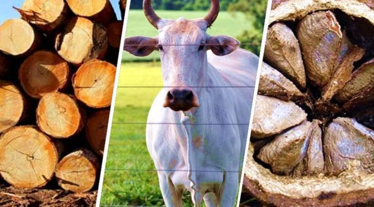 Coluna Orlando Sabino –  Exportações acreanas crescem 35,6% nos 5 primeiro meses do ano e o saldo da balança comercial já ultrapassa os US$ 31,4 milhões