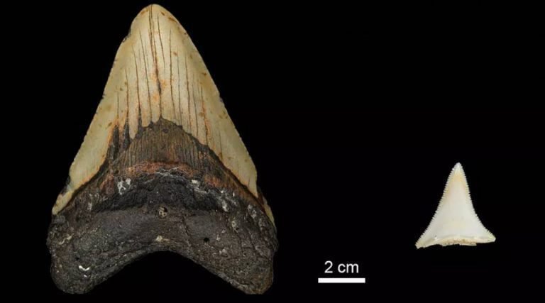 Estudo indica que megalodonte foi extinto em ‘guerra pré-histórica por comida’