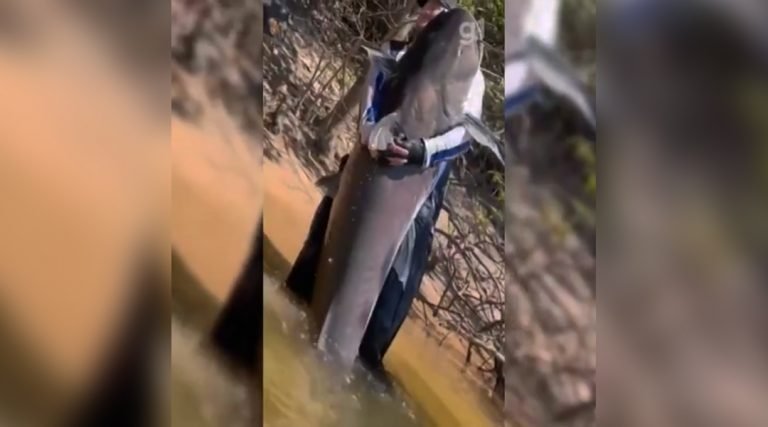 Cirurgião plástico pesca peixe de quase 2 metros em rio no norte de MT