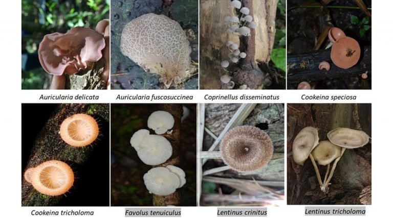 Pesquisa detecta 16 espécies de fungos comestíveis em área de proteção do Acre e fica entre 5 melhores de congresso nacional