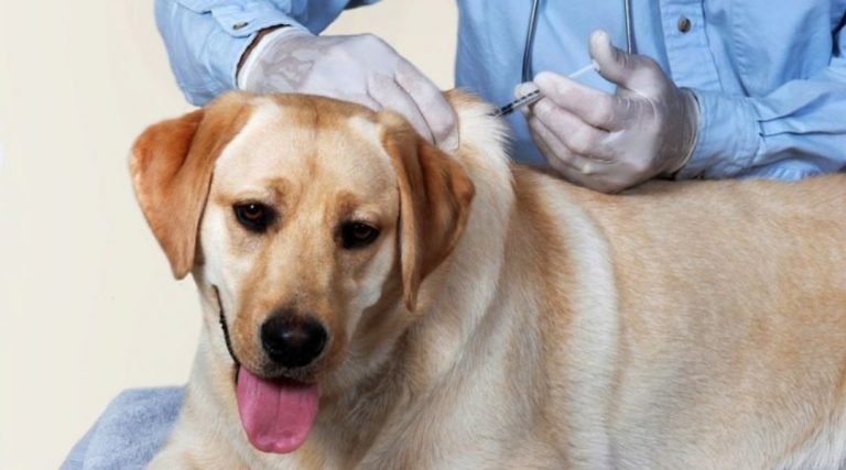 MPAC expede recomendação para implantação de centro de Zoonoses em Tarauacá