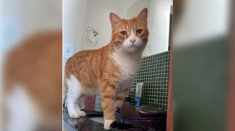 Gato desaparece de condomínio em Rio Branco e dona oferece recompensa de R$ 3 mil para quem devolvê-lo