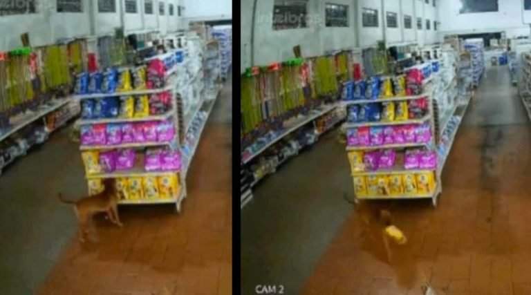 ‘Cão ladrão’ invade mercado, furta ração e foge em MS; veja vídeo