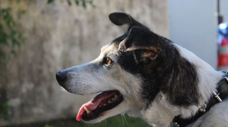 Lei garante permanência de cães de terapias em órgãos públicos e privados no Acre