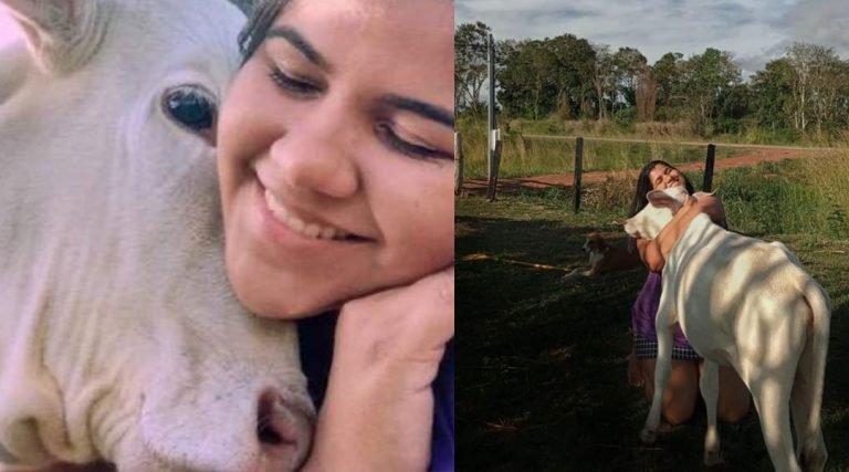 Em apelo nas redes sociais, jovem faz pedido para que ladrão devolva bezerra de estimação em Senador Guiomard