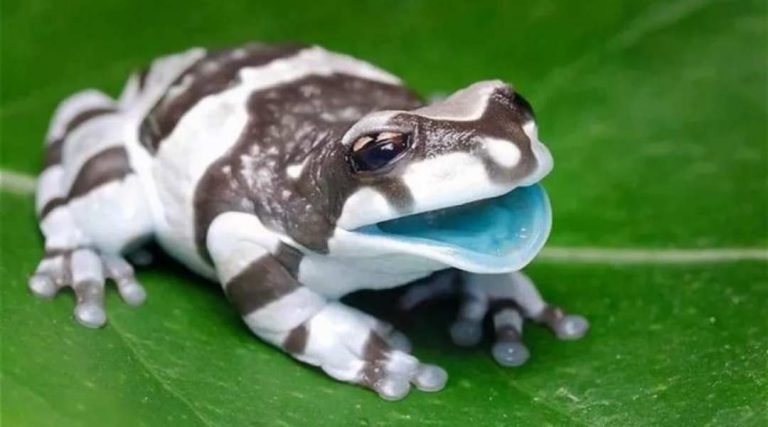 Perereca da Amazônia possui interior da boca azul e é vendida como pet no exterior