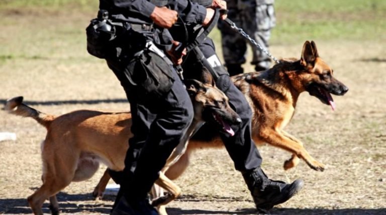 Polícia Militar recebe treinamento com cães farejadores em Cruzeiro do Sul