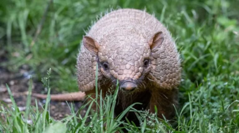 MS investiga morte de adolescente que consumiu animal alvo de caça no Acre