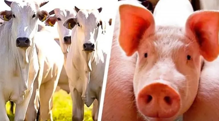 Abate de bovinos cresce 21,6% e de suínos 2,9% no 2º trimestre de 2022 no Acre