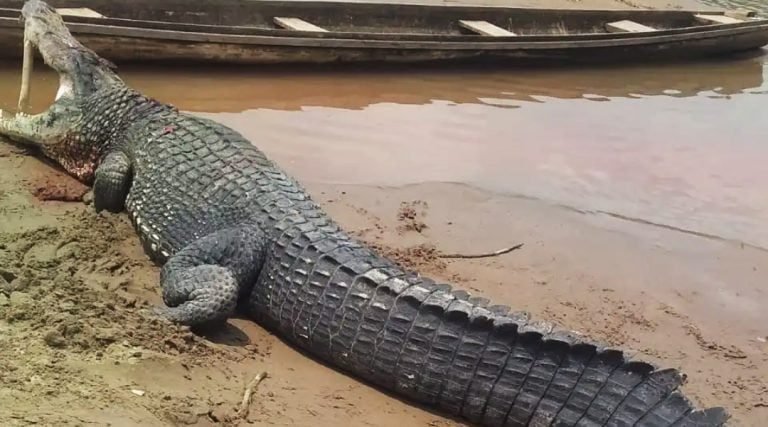 Ribeirinhos capturam e matam jacaré “gigante” no Rio Purus