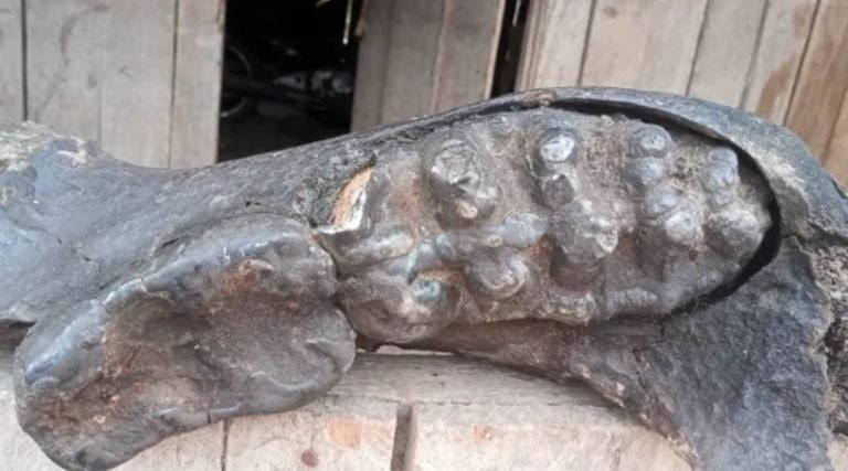 No AC, ribeirinho encontra restos conservados de animal gigante no Rio Macauã