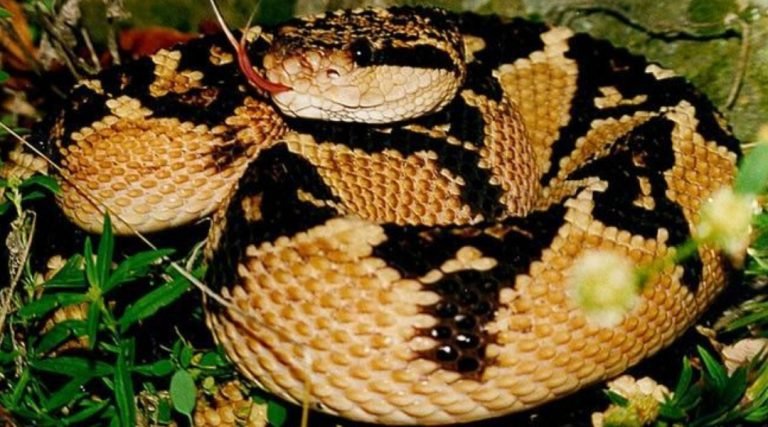 No AC, jovem é picado duas vezes por uma das cobras mais venenosas da Amazônia