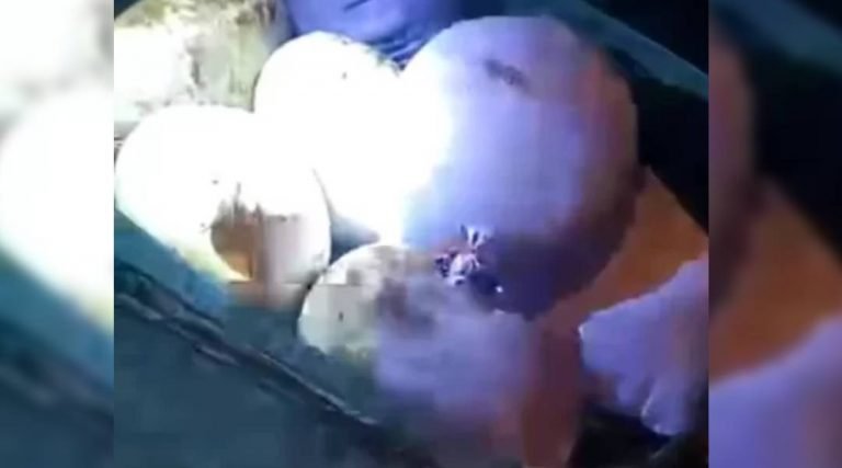 PRF apreende quase 23 kg de skunk que seguia de Cruzeiro do Sul a Porto Velho