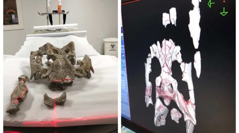 Pesquisa faz tomografia em fósseis e deve revelar informações inéditas de jacarés que viveram no Acre há milhões de anos