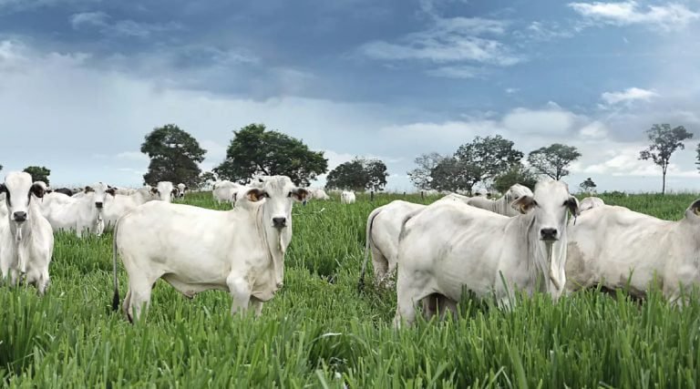 Em 20 anos, áreas de pastagem cresceram 82% no Acre, diz pesquisa