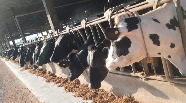 Idaf dá início à campanha de declaração obrigatória de rebanhos no Acre