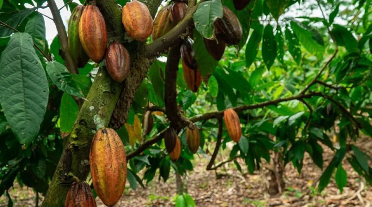 Acre e Amazonas entram em quarentena devido praga do cacaueiro
