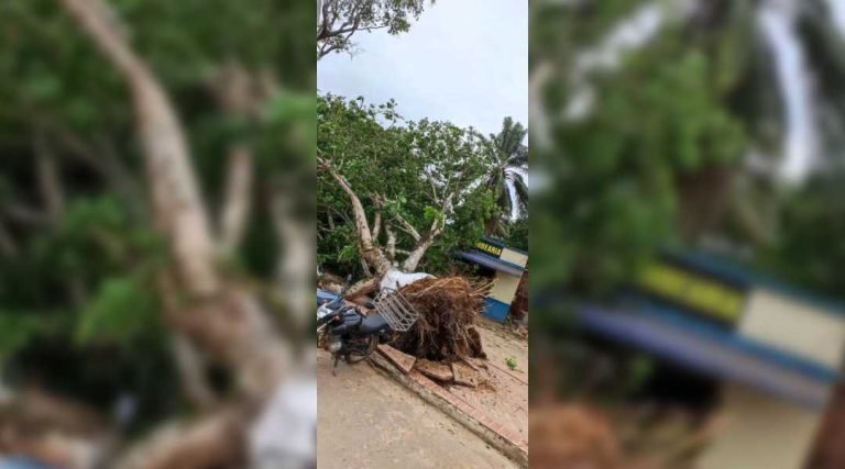 Vendaval arranca árvore pela raiz próximo a barbearia no interior do Acre